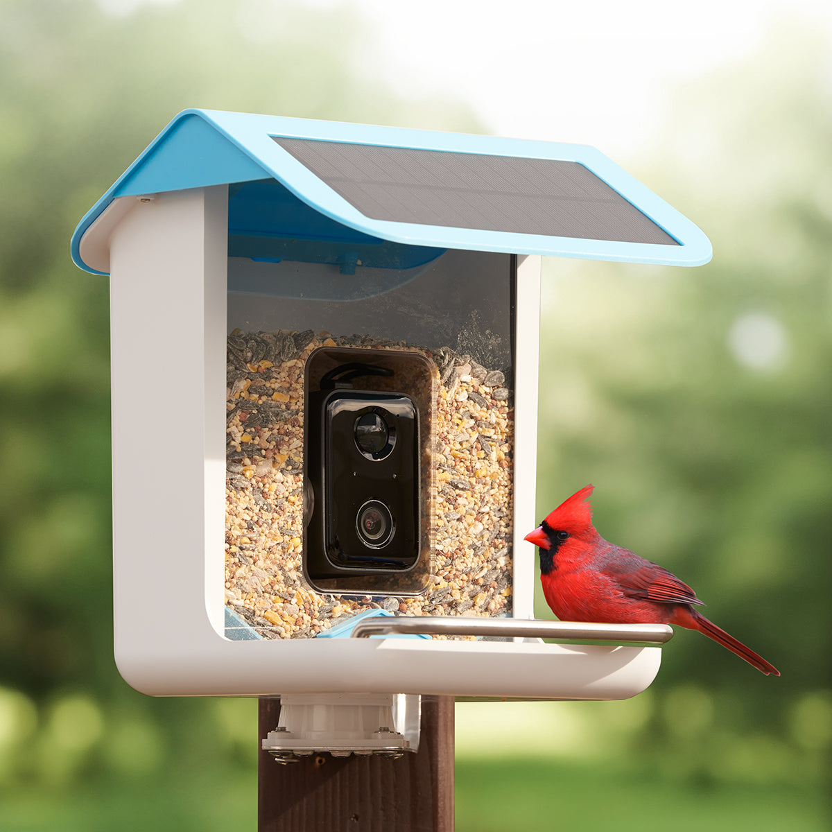 AI Bird Feeder Camera 1080p HD Video Capture Solar Powered Weatherproof 0